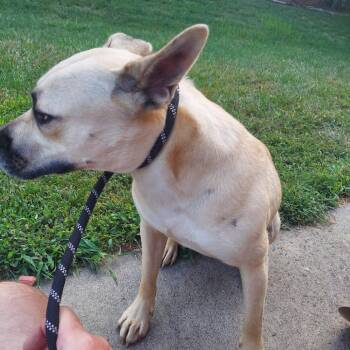 Guinness -  Mixed Breed Dog for Adoption in Greensboro, North Carolina - Guinness | PetCurious