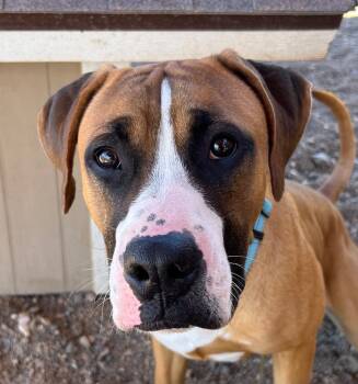 Rescue Boxer Dogs for Adoption in Cottonwood, Arizona - Boxster | PetCurious