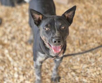 LADY -  Australian Cattle Dog Blue Heeler and Mixed Breed Dog for Adoption in Albuquerque, New Mexico - LADY | PetCurious