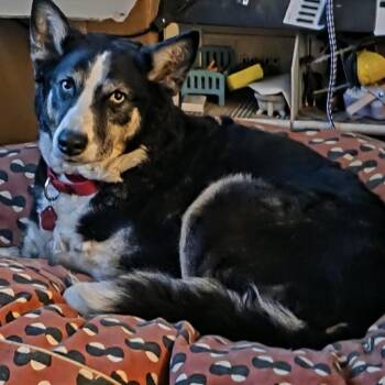 Sasha -  Husky Dog for Adoption in Groveland, Massachusetts - Sasha | PetCurious