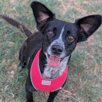 Enzo -  Australian Cattle Dog Blue Heeler and Chihuahua Dog for Adoption in Phoenix, Arizona - Enzo | PetCurious