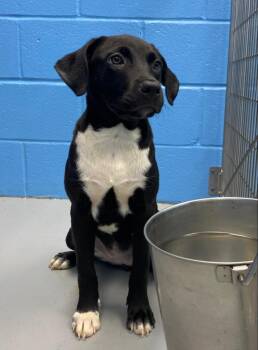 May -  Black Labrador Retriever Dog for Adoption in Conway, South Carolina - May | PetCurious