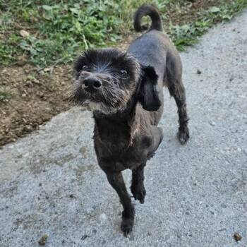 Piper -  Miniature Poodle Dog for Adoption in Toms Brook, Virginia - Piper | PetCurious