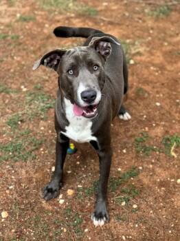 Rescue Mixed Breed Dogs for Adoption - Palmer | PetCurious