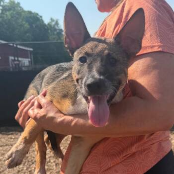 Scarlett -  Basenji and Mixed Breed Dog for Adoption in Wappingers Falls, New York - Scarlett | PetCurious