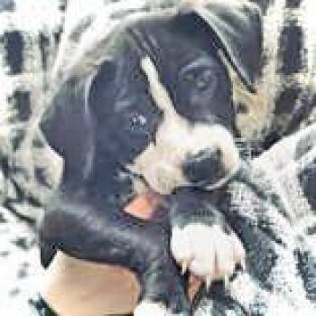 Boxer Dogs Available for Adoption - Patty | PetCurious