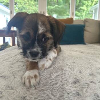 REESES -  Terrier and Mixed Breed Dog for Adoption in Richmond, California - REESES | PetCurious