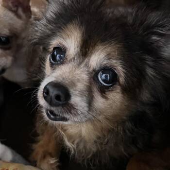 Bella -  Pomeranian and Mixed Breed Dog for Adoption in Venice, Florida - Bella | PetCurious