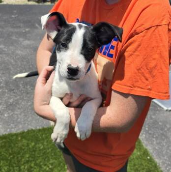Thea -  Terrier Dog for Adoption in Evansville, Indiana - Thea | PetCurious