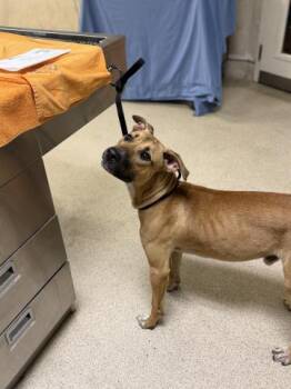 ODIE -  Pit Bull Terrier and Mixed Breed Dog for Adoption in Riverside, California - ODIE | PetCurious
