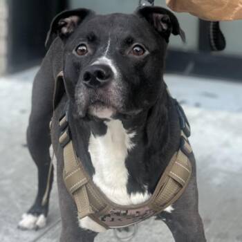 Baby JoJo -  Pit Bull Terrier and Black Labrador Retriever Dog for Adoption in New York, New York - Baby JoJo | PetCurious