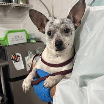 Damon -  Chihuahua Dog for Adoption in Edinburg, Texas - Damon | PetCurious