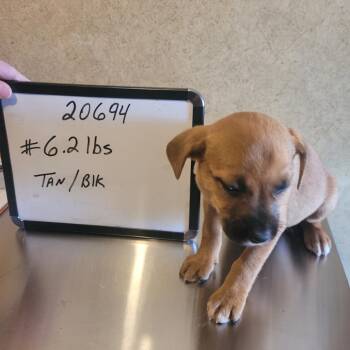 Pit Bull Terrier and Mixed Breed Dogs Available for Adoption - Cindy | PetCurious