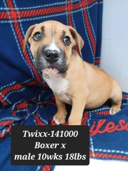 Twixx (foster needed) -  Boxer and Terrier Dog for Adoption in New York, New York - Twixx (foster Needed) | PetCurious