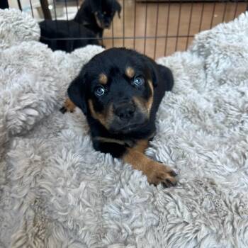 Kade -  Rottweiler Dog for Adoption in Phoenix, Arizona - Kade | PetCurious
