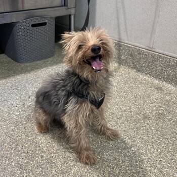 IVHS-Stray-143919 -  Yorkshire Terrier Dog for Adoption in San Gabriel, California - IVHS-Stray-143919 | PetCurious
