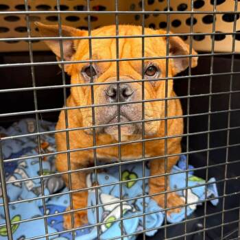 Wrinkly Walrus Potato Cheeseburger Baby Gorl -  French Bulldog and English Bulldog Dog for Adoption in Northbrook, Illinois - Wrinkly Walrus Potato Cheeseburger Baby Gorl | PetCurious