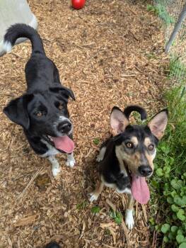 Border Collie and Shepherd Dogs Available for Adoption in Petersburg, Virginia - Frieda And Diego | PetCurious