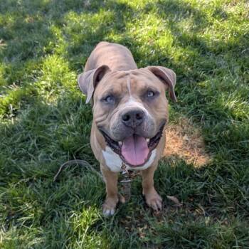 Otis - ECAS -  American Bully and Mixed Breed Dog for Adoption in Pleasanton, California - Otis - ECAS | PetCurious