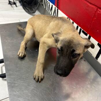 German Shepherd Dog Dogs Available for Adoption in Lufkin, Texas - Soto | PetCurious