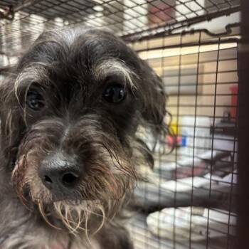 Tex -  Dachshund Dog for Adoption in Austin, Texas - Tex | PetCurious
