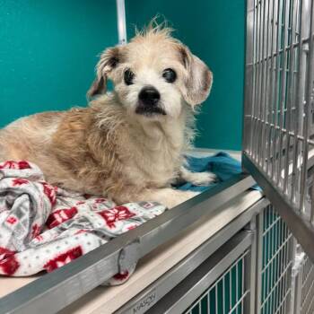 Terrier and Mixed Breed Dogs Available for Adoption - Ratatouille | PetCurious