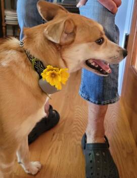 Aurora -  Terrier Dog for Adoption in Gilberts, Illinois - Aurora | PetCurious