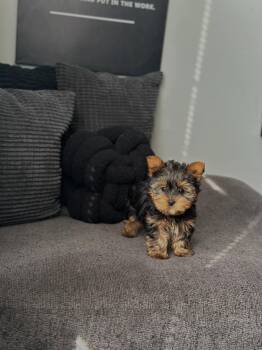 Rescue Yorkshire Terrier Dogs for Adoption in Miami Beach, Florida - Breezy  | PetCurious