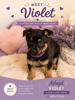Violet -  German Shepherd Dog and Rottweiler Dog for Adoption in Liverpool, Texas - Violet | PetCurious