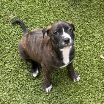 Terrier and Mixed Breed Dogs Available for Adoption in Loxahatchee Groves, Florida - Elora | PetCurious