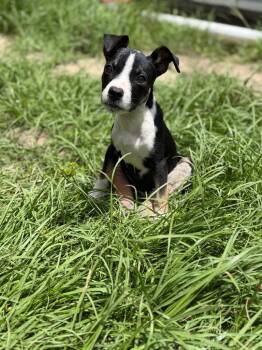 Porsha -  Border Collie and Mixed Breed Dog for Adoption in Hortense, Georgia - Porsha | PetCurious