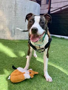 WILSON -  Pit Bull Terrier and Mixed Breed Dog for Adoption in San Francisco, California - WILSON | PetCurious
