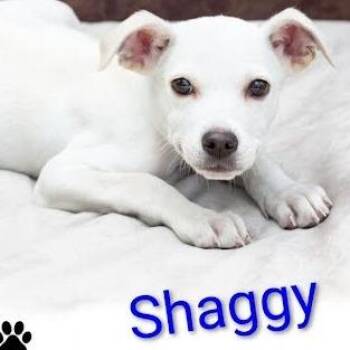 Shaggy -  Mixed Breed Dog for Adoption in Knoxville, Tennessee - Shaggy | PetCurious