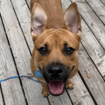 Wilt -  Mixed Breed Dog for Adoption in Larkfield-wikiup, California - Wilt | PetCurious