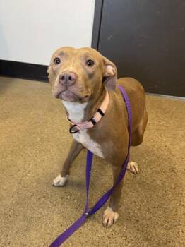 Venus -  Pit Bull Terrier Dog for Adoption in Cleveland, Ohio - Venus | PetCurious