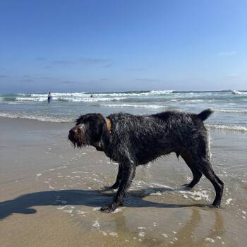 Laker (El Paso, Texas) -  German Wirehaired Pointer Dog for Adoption in Santa Rosa, California - Laker (El Paso, Texas) | PetCurious