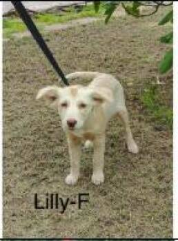 Lily -  Terrier Dog for Adoption - Lily | PetCurious