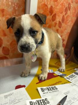 Popper -  Boxer and German Shepherd Dog Dog for Adoption in Carson City, Nevada - Popper | PetCurious