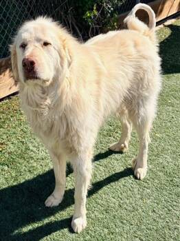 Great Pyrenees Dogs Available for Adoption - SNOWY | PetCurious