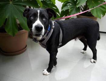 Rescue Black Labrador Retriever and Husky Dogs for Adoption in Ventura, California - Cole | PetCurious