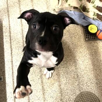 Mixed Breed Dogs Available for Adoption in Gloucester, Virginia - Greensprings | PetCurious