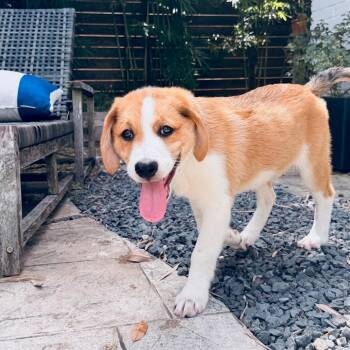 Zipper Sweet Natured, Friendly & Affectionate -  Great Pyrenees and Collie Dog for Adoption in Houston, Texas - Zipper Sweet Natured, Friendly & Affectionate | PetCurious