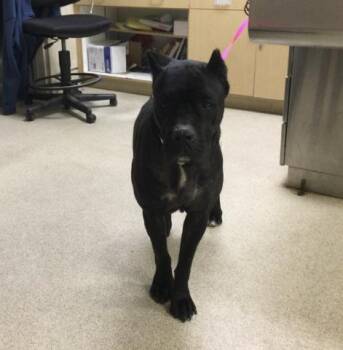 Cane Corso Dogs Available for Adoption in Riverside, California - DAVINA | PetCurious