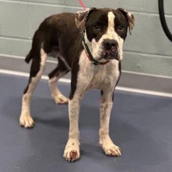 Pit Bull Terrier Dogs Available for Adoption - Toeby | PetCurious