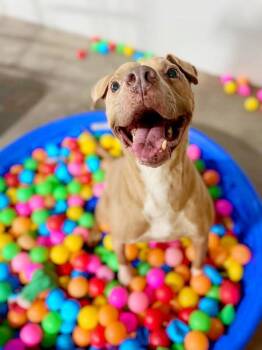 Boogie -  Pit Bull Terrier Dog for Adoption in Houston, Texas - Boogie | PetCurious