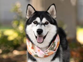 Lena -  Siberian Husky Dog for Adoption in Portland, Oregon - Lena | PetCurious