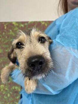 Hound and Terrier Dogs Available for Adoption in San Antonio, Texas - Bogart | PetCurious