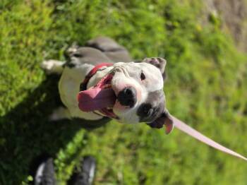 Titan -  Pit Bull Terrier Dog for Adoption in Merrillville, Indiana - Titan | PetCurious