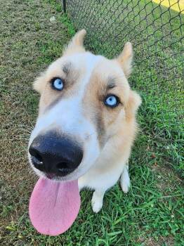 Levi -  Corgi and Husky Dog for Adoption in Chattanooga, Tennessee - Levi | PetCurious
