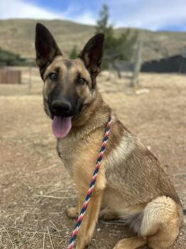 Belgian Shepherd Malinois and German Shepherd Dog Dogs Available for Adoption in Roseville, California - Azure | PetCurious